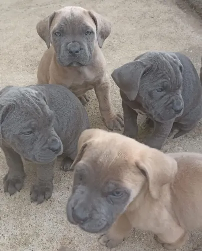 Filhotes de cane corso para reserva