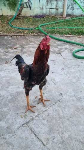 Frango índio