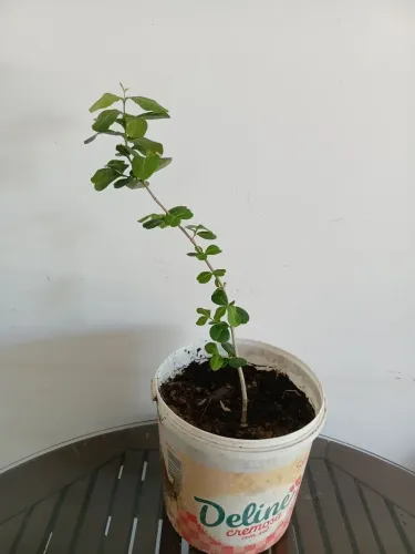 Muda acerola da semente