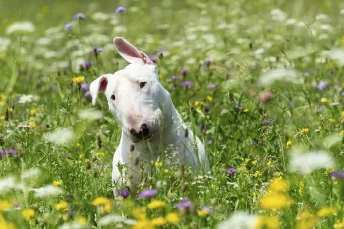 Bull Terrier Filhotes ? Fortes, Leais e Muito Companheiros