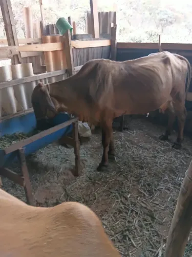 Vaca