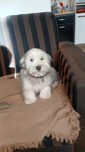 Filhote de lhassa apso
