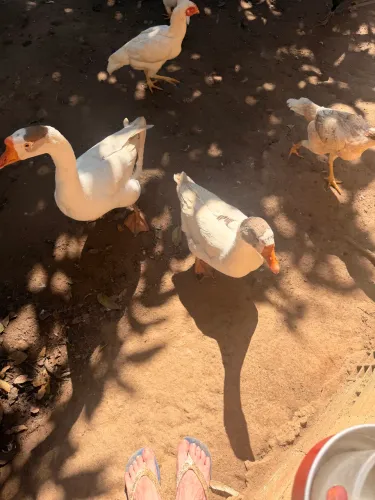 Casal de gansos