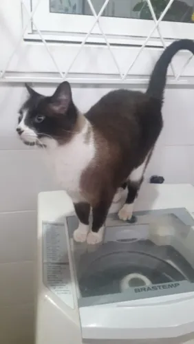 Doação De Gato Siamês Castrado