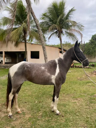 Égua mangalarga