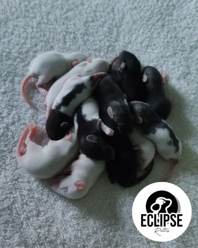 Ratos Twister para Reserva