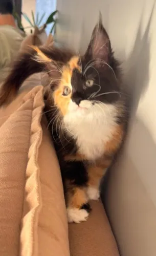 Filhote Gata Maine Coon 