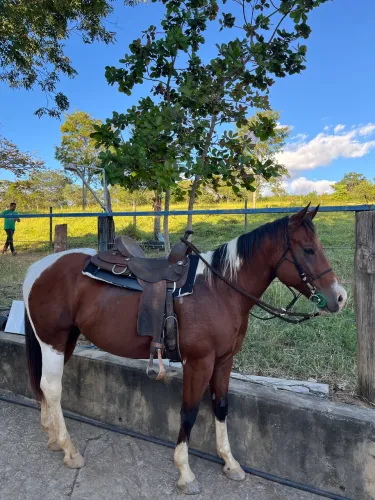Cavalo quarto de milha