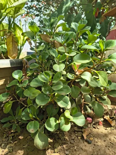Dê mais vida ao seu LarLindas Plantas formadas