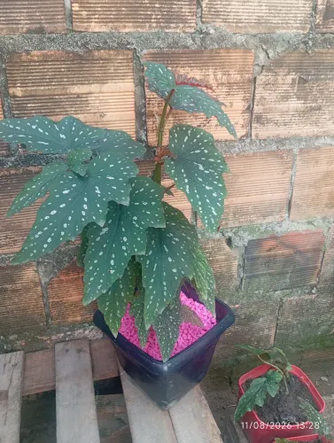 Plantas
