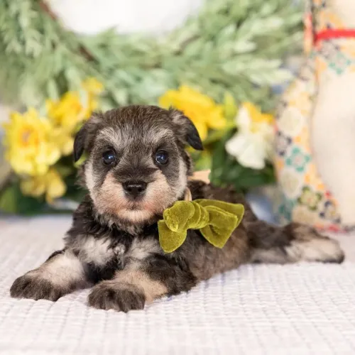 Schnauzer | Filhotes fofinhos prontos