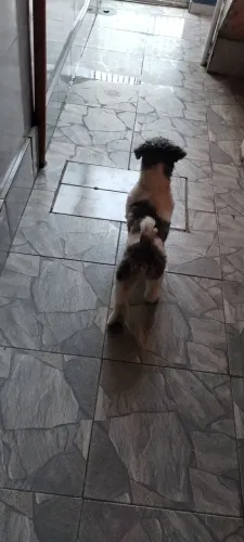 Vende cachorro 