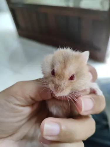 Hamster anão russo