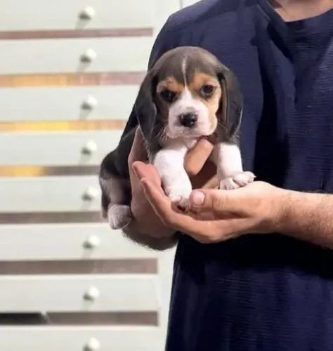 Filhotes de Beagle | Amor que transforma dias.