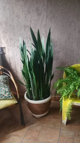 Plantas com vaso 