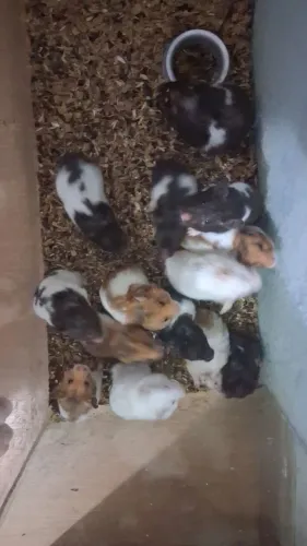 Hamster Sírio 