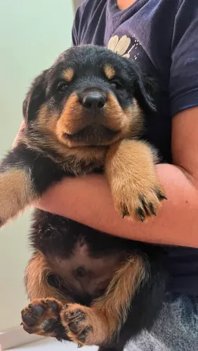 Filhotes de rottweiler