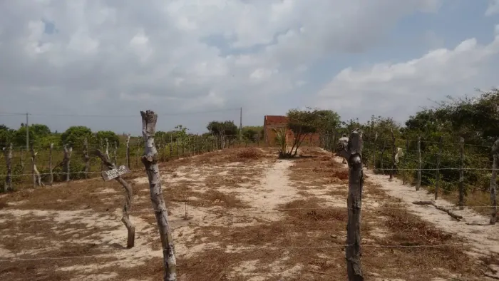 Vende-se terreno na estrada de Paulinho Neves/ Próximo aeroporto novo de Barreirinhas -MA
