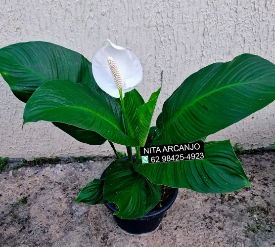 Plantas naturais aparti de 35,00 reais.