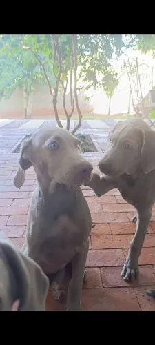 Filhotes Weimaraner 