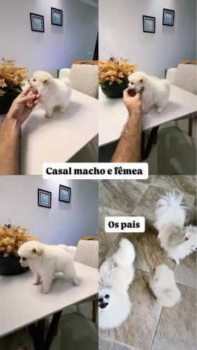 Spitz alemão anão (macho e fêmea)