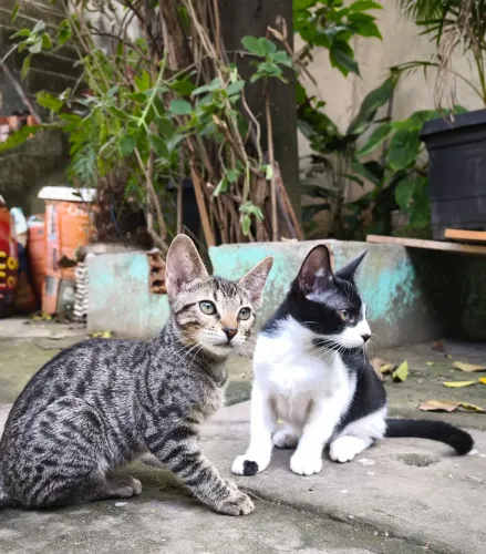 Adoção de gatinhos precisando de um lar responsável, sem acesso à rua.