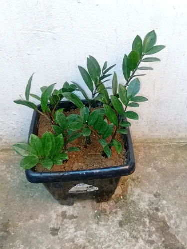 Vendo com vaso