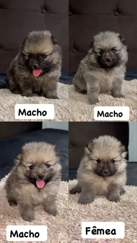 Spitz Alemão