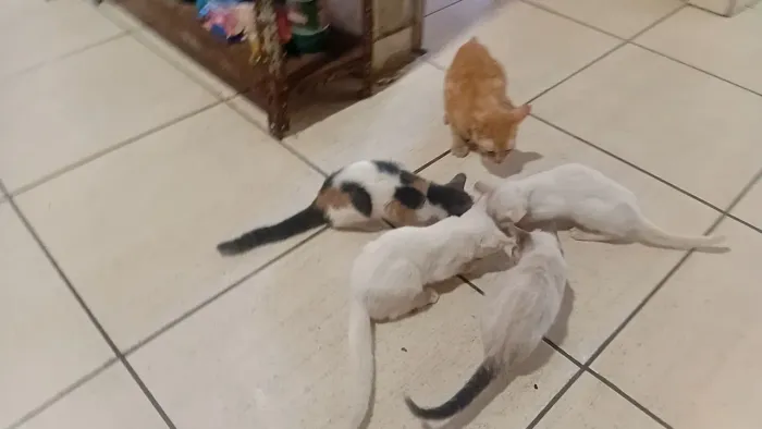 Doação Gatinhos Filhotes