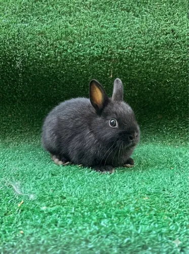 Mini Coelho Netherland Dwarf - Filhotes Disponíveis