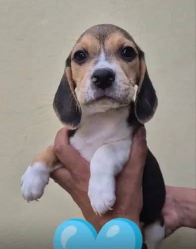 Beagle lindos bebês disponíveis