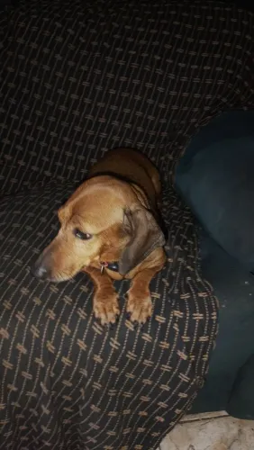 Basset fêmea 2 anos muito mansa