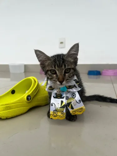 Ofélia (2 meses) do Altiplano João Pessoa