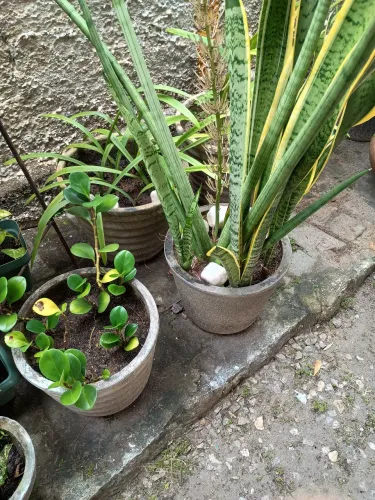 Plantas decorativas ! Tudo por esse preço.