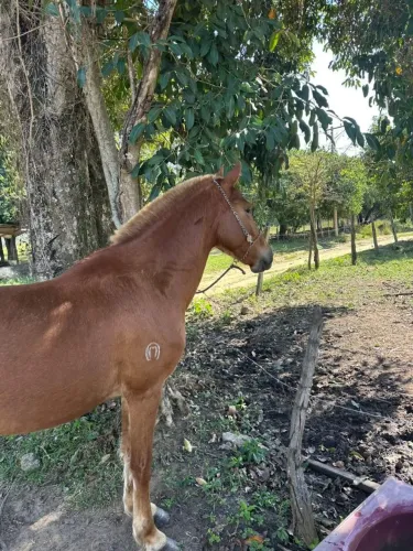 Égua Mangalarga Registrada