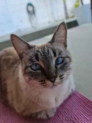 Gata Para Adoção
