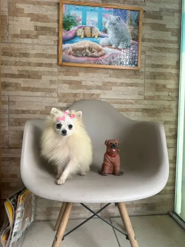 Linda Spitz Alemão anão fêmea branca micro com 11 meses