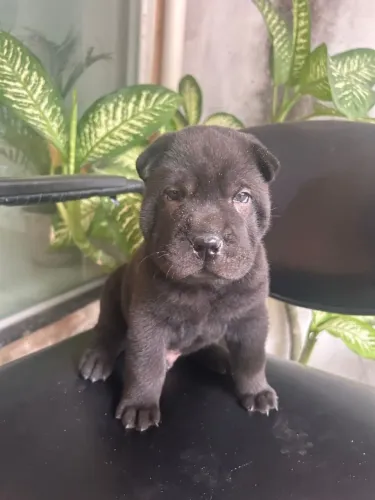 Filhote de Sharpei