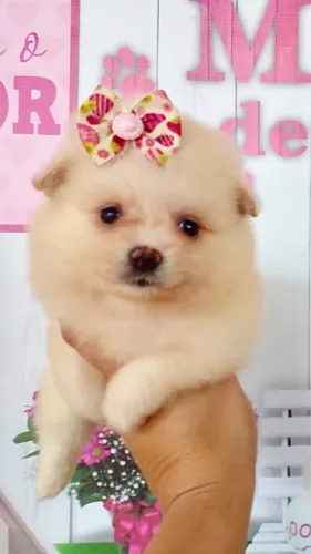 (; lindos Spitz alemão anão fêmea e macho (;