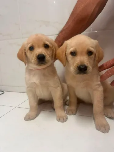 Vendo filhote de Golden Retriver com Labrador 