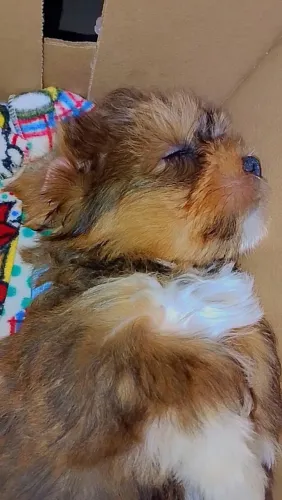 Cachorro shitzu 