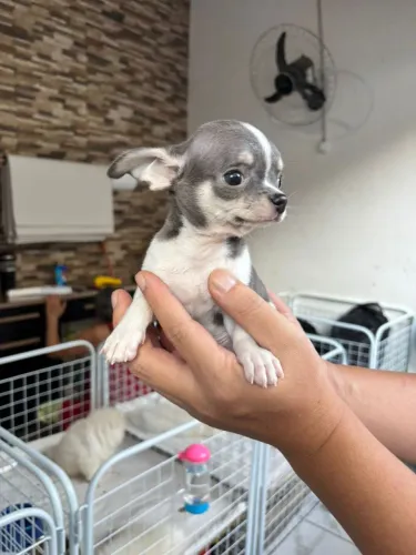 Chihuahua pelo curto branco e Blue macho, rarissimo