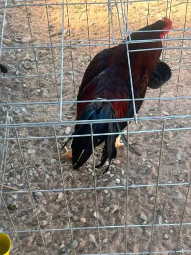 Galo/frangos mestiço índio