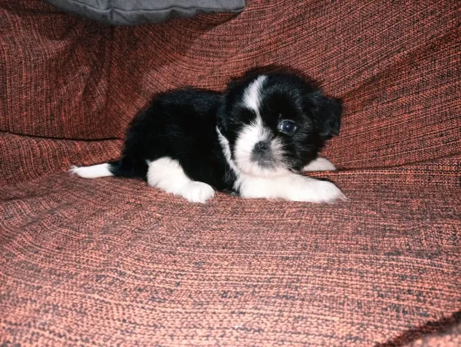 Shih Tzu machos mini