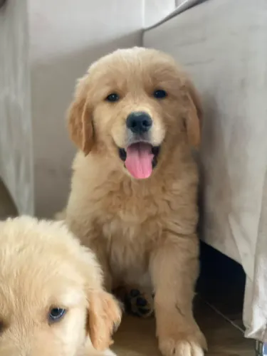 Filhotes de Golden Retriever FOTOS REAIS