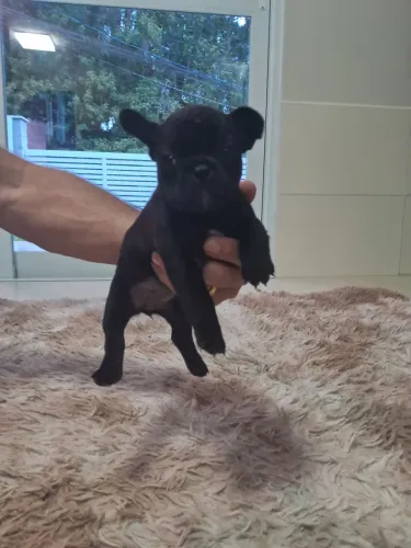Filhotes buldogue francês