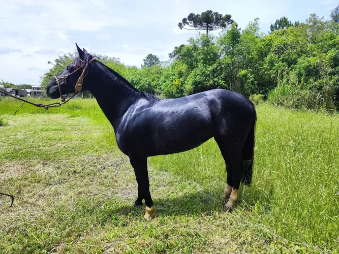 Vendo égua zayna negra