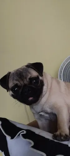 Pugs legítimos 