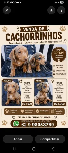 FILHOTES COFAPE