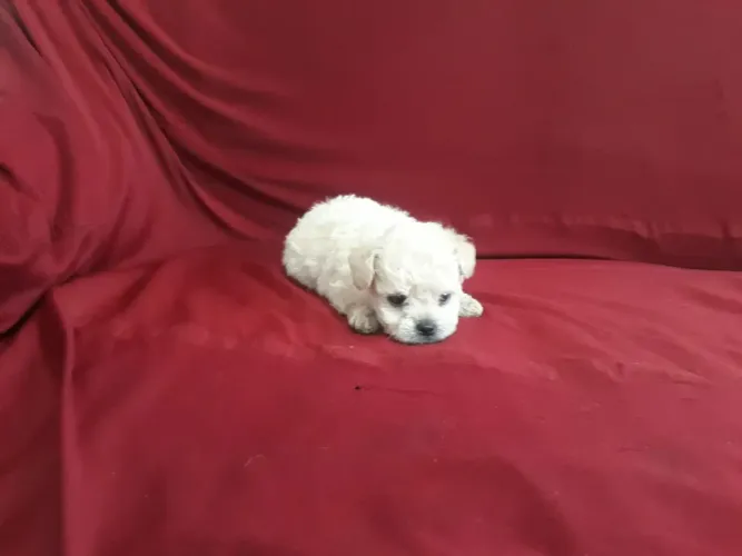 Poodle Macho Super Pequeno 